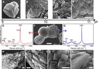 Biomimetic mineral self-organization from silica-rich spring waters