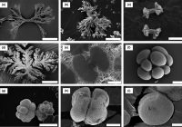 A morphogram for silica-witherite biomorphs and its application to microfossil identification in the early earth rock record