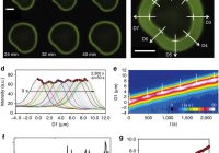 Local pH oscillations witness autocatalytic self-organization of biomorphic nanostructures